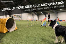 AuditorPLUS (Level Up Your Obstacle Discrimination)